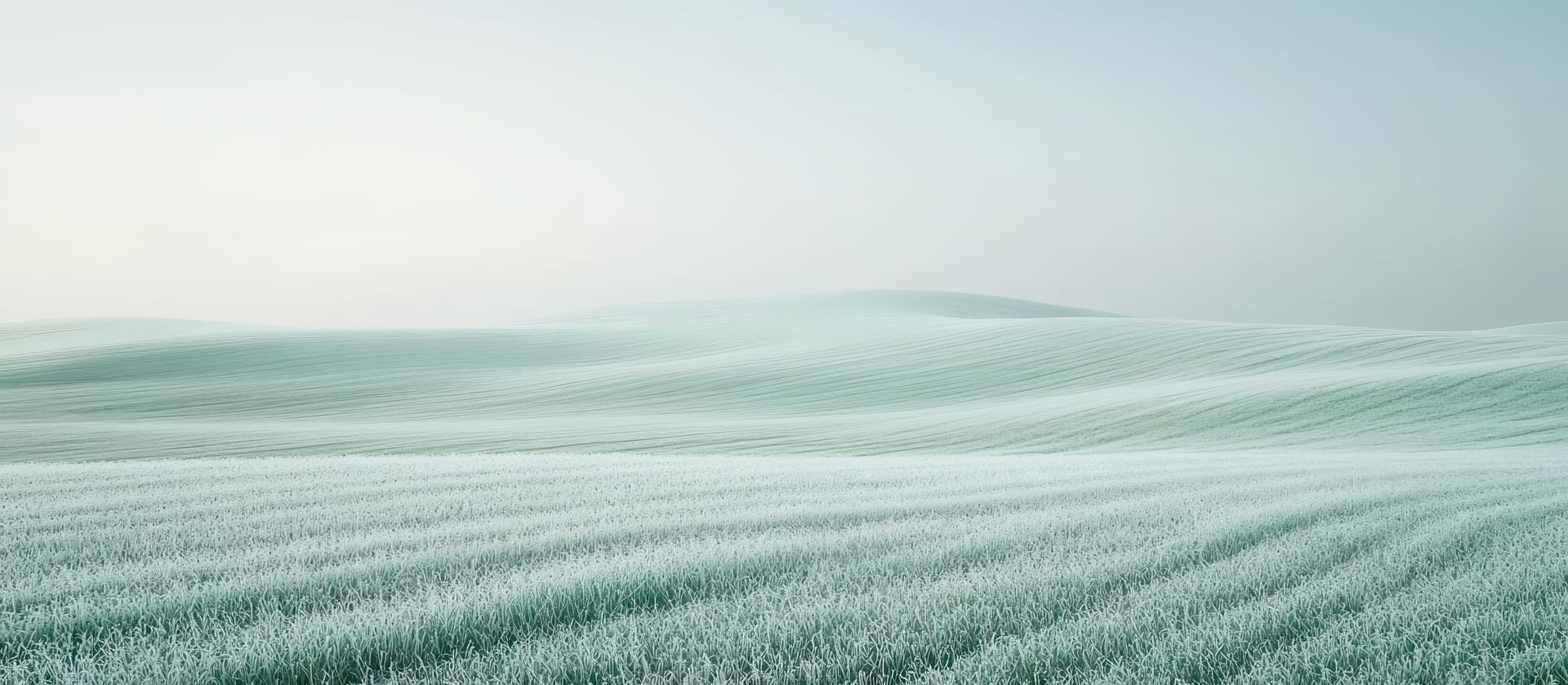 Rolling farmland under frost, pale green rows fading into morning mist.
